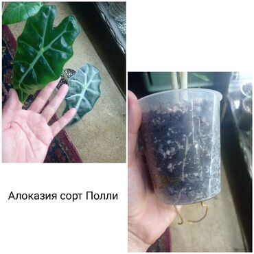 бөлмө гүлдөрү: Срочно продаю 500 сом