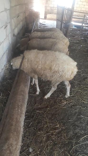 Tecli satlır 4 qoyun 1 quzu. qoyunlar cavandilar dişleri ağzindadir
