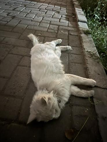 🐱 Найдена кошка в районе держинки Сегодня нашли белую кошку в районе at lalafo.kg 🐱 Найдена кошка в районе держинки Сегодня нашли белую кошку в районе
