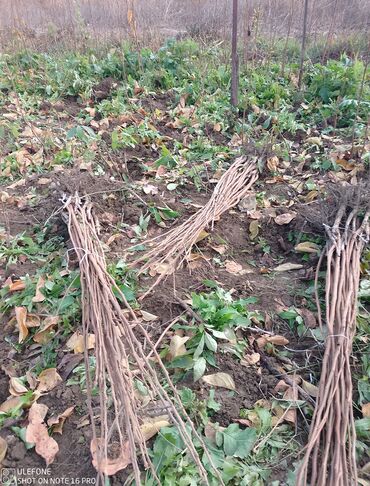 Şitillər: Tinglərimiz satışdadır sağlam tinglər bizdədir sifariş sizden pulsuz — 12