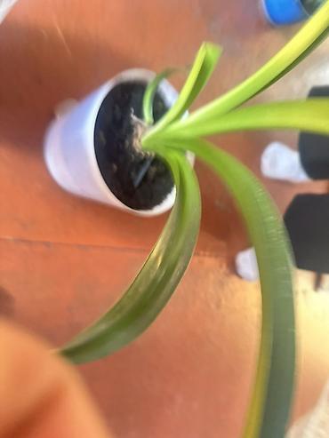товар цены: 🪴 Комнатные растения по доступным ценам! 🌿 Цены — от 200 до 800 сом — 9