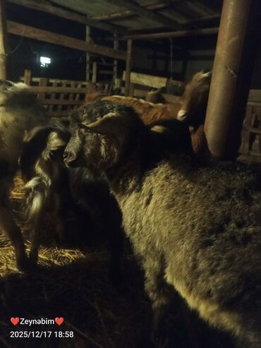 Keçi, çəpiş: 7 bas disi damazliga yararli elde saxlanan tam saglam keci cepis — 3