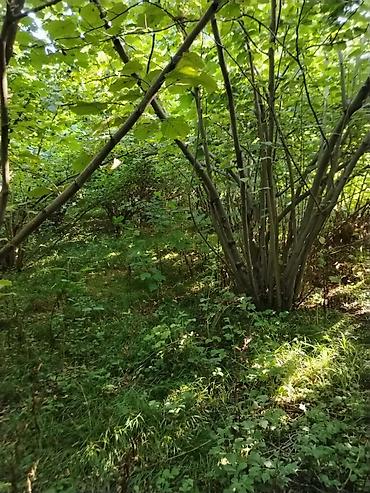 bakida tecili satilan ucuz heyet evleri: 4 otaqlı, 120 kv. m, Təmirsiz — 6