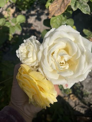 бутылочное дерево: Саженцы Самовывоз, Бесплатная доставка, Платная доставка — 1