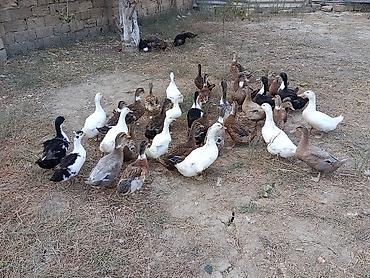 dişi buzov: Xarkov qışqıran ördəklər.Hər qiymətə var.unvan Binəqədi kendi.Whatsapp — 5