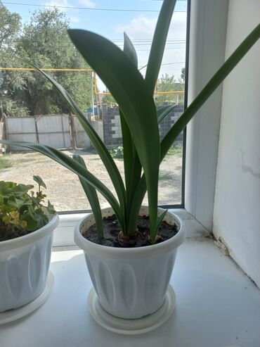 Другие комнатные растения: Молодой саженец лимона, выращенный в домашних условиях. Растение имеет at lalafo.kg — 5 Другие комнатные растения: Молодой саженец лимона, выращенный в домашних условиях. Растение имеет — 5