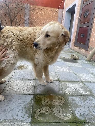 İtlər: Retriever, 2 il, Erkek, Peyvəndli, Pulsuz çatdırılma -da lalafo.az — 4 İtlər: Retriever, 2 il, Erkek, Peyvəndli, Pulsuz çatdırılma — 4