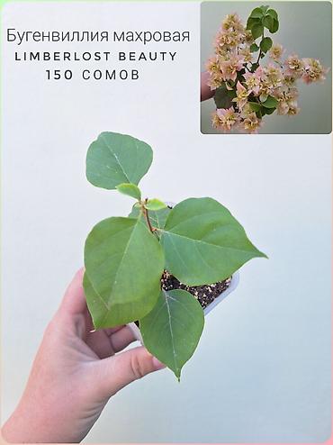 Бөлмө өсүмдүктөрү: Бугенвиллии двух сортов: Dauphine и Limberlost Beauty. - Dauphine — — 4