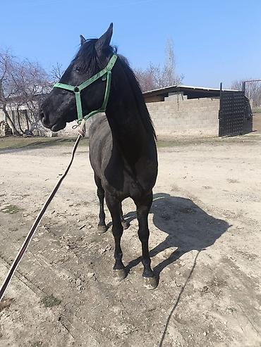 Лошади, кони: Продаю | Жеребец | Полукровка | Конный спорт — 4