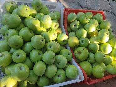 алма голден: Сочные яблоки сорта Семиренко
1кг-40 сом