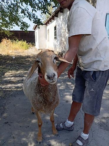 узи для баранов: Продаю | Овца (самка) | Для разведения — 6