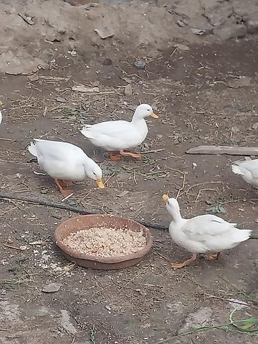 koxin karlik: Salam karlikdi Amerkanski boyumyen yumrtyur ozu yatir 8ededqalb — 1