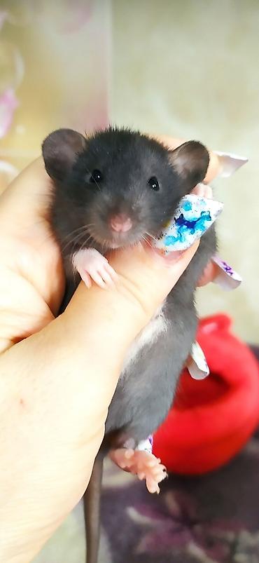 Крысы: Привет друзья !! У нас родились красивые крысята.Друзья в питомнике - — 3