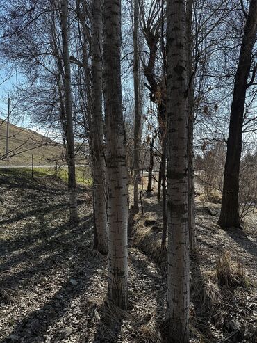 байтал сатылат: Терек сатылат