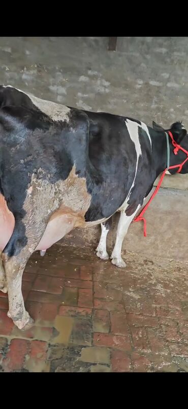 Inəklər, öküzlər: Südlük inək – ağ-qara rəngli (Holşteyn tipli) - Güclü bədən quruluşu — 4