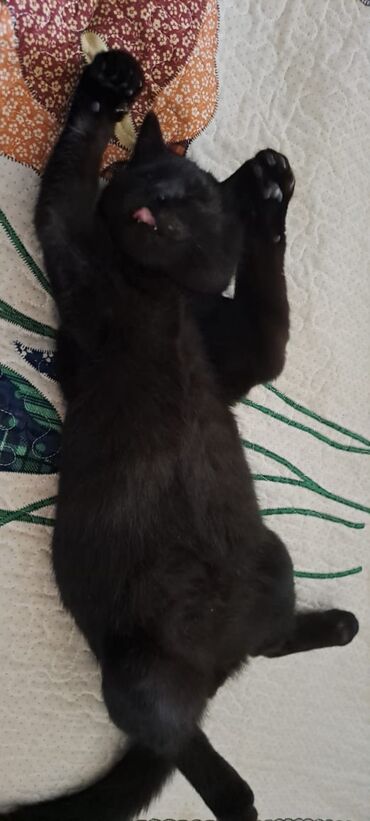 Отдам даром кошку: КОШКИ И КОТЯТА У НАС ПРИЮТ любой окрас есть можете выбрать у нас — 21