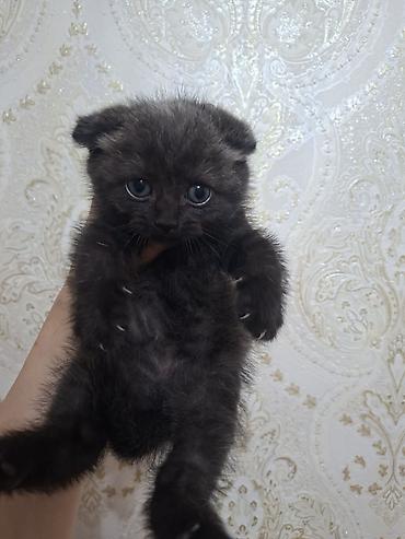 Кошки: Шотландская вислоухая — 3