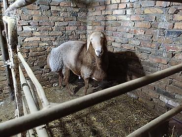 Продам с/х животных: Продаю | Баран (самец) | Для разведения — 4