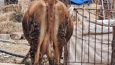 Inəklər, öküzlər: Dişi, Simental, il: 3, 450 kq — 1