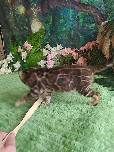 лаборатор: Бенгальская, 1 месяц, Мальчик, Приучена к лотку, Проглистована, С документами — 7