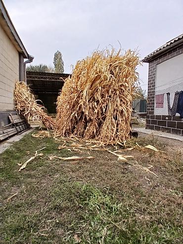 Животные: Продаю Кукурузник с огорода высокий,снопы мощные 100штук с.Сокулук — 9