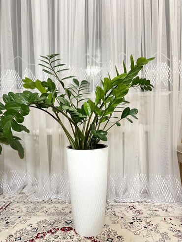 долларовый цветок: Замиокулькас - долларовое дерево Продам с горшками за 2000 сом