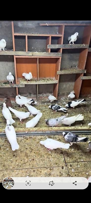 ordək balasi və cucə: Texmini 30 eded heyvan var içinde nişanli heyvanlar var gorunduyu — 1