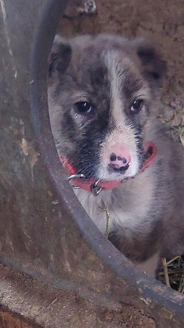 Продажа собак: Алабай, 1 месяц, Самец — 3