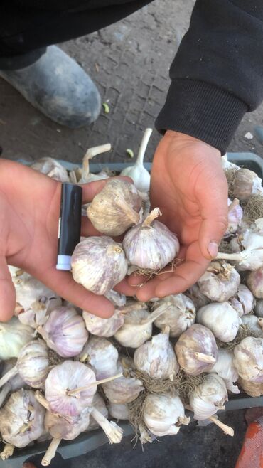 nutrilite чеснок in Кыргызстан | ВИТАМИНЫ И БАДЫ: Продаю майский чеснок большой