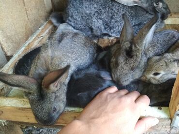 продам-крольчат в Кыргызстан: Продаю крольчат микс месячные по всем вопросам звонить
