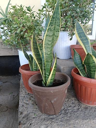 теща: Сансевиерия (Sansevieria trifasciata, «щучий хвост», «тещин язык») в — 3