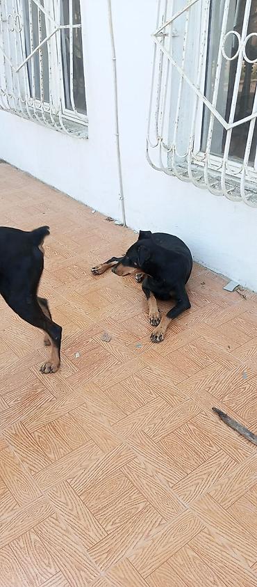 it üçün boyunbağı: Doberman, 10 ay — 5