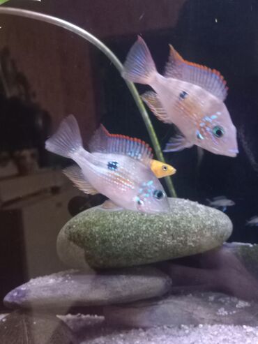 Balıqlar: Cixlid balığı, Sülhsevər — 3