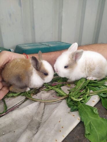 кролики домашние: Продаются декоративные кролики 1 месяц