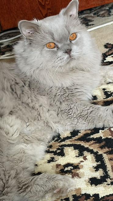 кошки жалал абад: 2 жаш, Эркек, Лотокко барууга үйрөтүлгөн, Документтери менен, Эмделген — 1