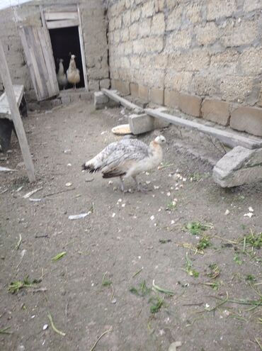 Tovuz quşları: Salam aleykum. Satışda bir dənə qara qanad tovuzquşu fərəsi var. 7 — 6