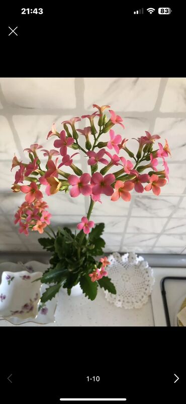 Otaq bitkiləri: Her biri ucuz kimete Gencededi catirma var size yaxin yere ancag — 11