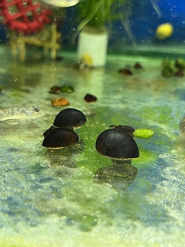 Аквариумы: Рыбки | Аквариумы | Оборудование | Аксессуары | Растения Богатый опыт — 27