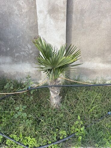подставка для цветов: Məhsul: 8 ədəd müxdəlif ölçülərdə palma ağacı – Trachycarpus fortunei