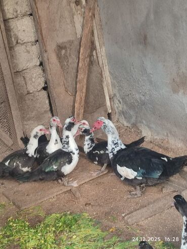 Ördəklər: Dişi, | Lal ördək, Ətlik — 4