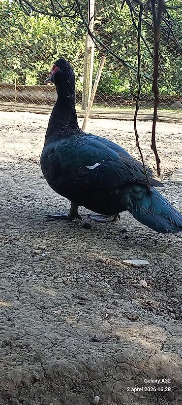 Ördəklər: Erkək, | Lal ördək, Ətlik — 9