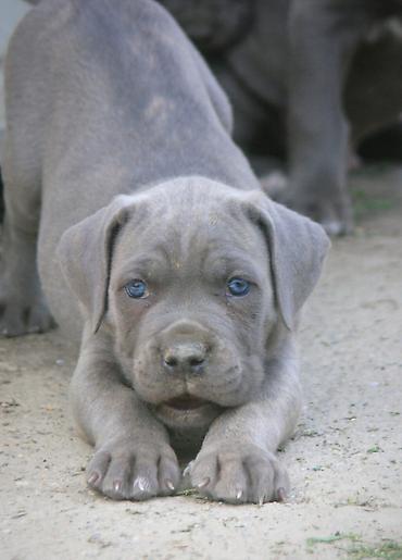 Psi: Cane Corso štenci U ponudi veoma perspektivni štenci iz različitih — 4