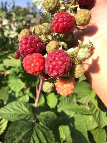 Продажа домов: Дача, 55 м², 5 комнат, Старый ремонт — 17