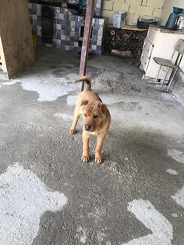 Продажа собак: Шарпей, 4 месяца, Самка, С прививкой — 2