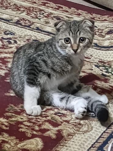 коён ош: Котята-домашние любимцы. Отдам в хорошие руки - Описание: несколько — 6
