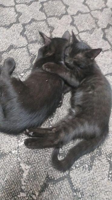 котёнок токмок: Кошка даром: Беспородная, 2 месяца, Мальчик — 3