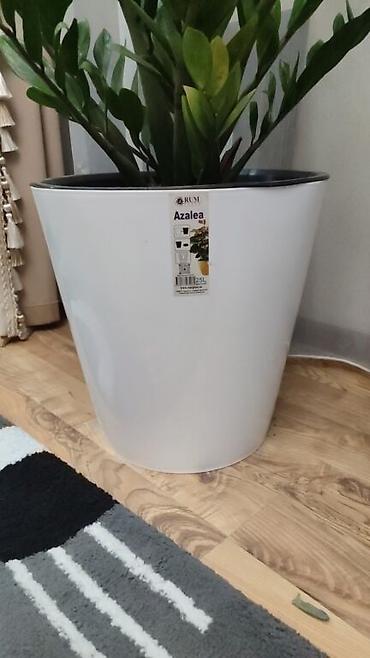 Замиокулькас (Долларовое дерево): Замиокулькас (Zamioculcas zamiifolia) в декоративном пластиковом — 10