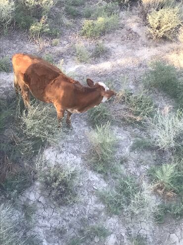 simmental inek: 4 və 5 aylıq 2 dana biri erkək biri dişidir. Yerli smeltaldır