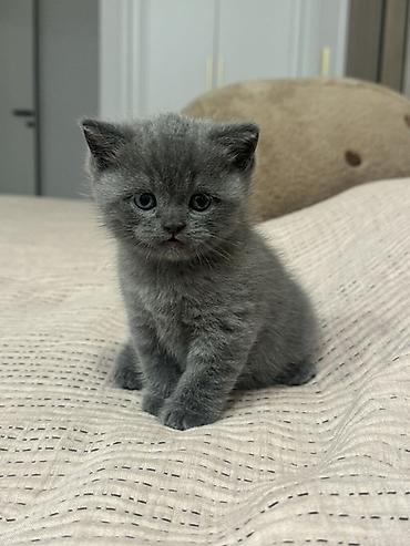 шотладские котята: АНКЕТА КОТЁНКА Порода: шотландский Пол: мальчик Дата рождения: 1 — 2