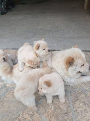 Psi: Chow chow-cau cau! stenad najlepsi poklon otac m- lav chsrb 3x caca — 2